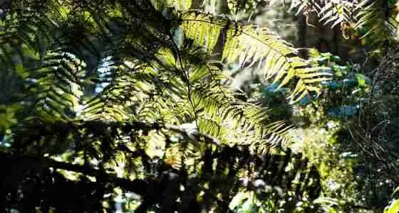 2016 04 21 seely gully by finn kennedy 9 forestry wetland